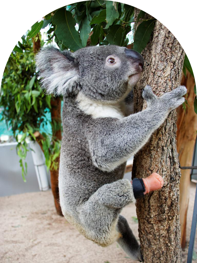 Koala Triumph