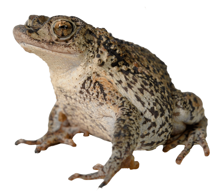 PuertoRican Crested Toad