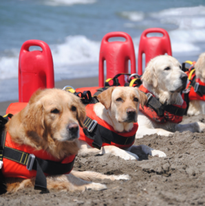 Canines Save Lives: Dogs Trained as Lifeguards Save Swimmers on Italian